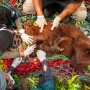 Terjebak Karhutla, Induk dan Anak Orangutan Diselamatkan