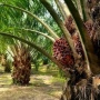 Ketika Sawit Meluas, Akankah Hutan Bertahan untuk Generasi Mendatang?