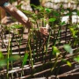 IWIP-WBN Perluas Rehabilitasi Mangrove demi Ekosistem Laut Pesisir