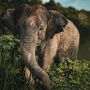Kebakaran Hutan Kepung Habitat Gajah Sumatra, Populasinya Kian Kritis