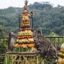Sesaji Rewanda di Goa Kreo: Ritual Warga yang Ikut Menjaga Hutan dan Kera Ekor Panjang