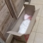 Bayi Dua Hari Ditinggalkan dalam Kardus, Tangisnya Bongkar Misteri di Depan Rumah Warga