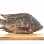 Kenapa Ikan Nila Hitam Jadi Hama di Thailand? Ini Bahayanya bagi Ekosistem