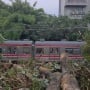 Pohon Berukuran Raksasa Tumbang Dekat Stasiun UI, KRL Lintas Bogor Sempat Tertahan