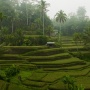 Bukan Sekadar Irigasi, Bagaiaman Tradisi Subak Bali Menjaga Keseimbangan Manusia dan Alam