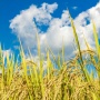 Minyak Goreng Rice Bran Kian Dilirik, Studi Soroti Peran Asam Linoleat bagi Risiko Diabetes Tipe 2