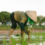 El Nino Ancam Ketahanan Pangan Global, Siapkah Indonesia? Ini Kata Ahli IPB