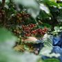 Petani di Tengah Perubahan Iklim: Mengapa Kemitraan Inklusif Menjadi Penting?
