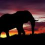Jalur Migrasi Terputus Akibat Kebun, Bencana Besar Mengintai Populasi Gajah Kita