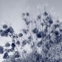 Mengenal Cyanotype, Teknik Fotografi Klasik dari Daun dan Sinar Matahari