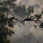 Monyet-monyet Bikin Formasi 'Jembatan Hidup' Selamatkan Diri dari Kebakaran Hutan