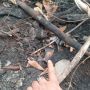 Kemenhut Selidiki Temuan Tengkorak Diduga Orangutan di Kebun Sawit Ketapang