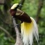 Nasib Hutan Papua jika Burung Cenderawasih Kehilangan Habitat dan Pohon Pakan