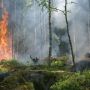 Karhutla Berulang, Tata Air Gambut Jadi Kunci Lindungi Habitat Satwa
