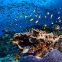 Kurangi Ketergantungan Plastik, BRIN Kembangkan Potensi Kemasan dari Sumber Daya Laut