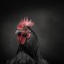 Arti Ayam Berkokok Tengah Malam Jam 11 sampai 2 Malam Menurut Primbon Jawa