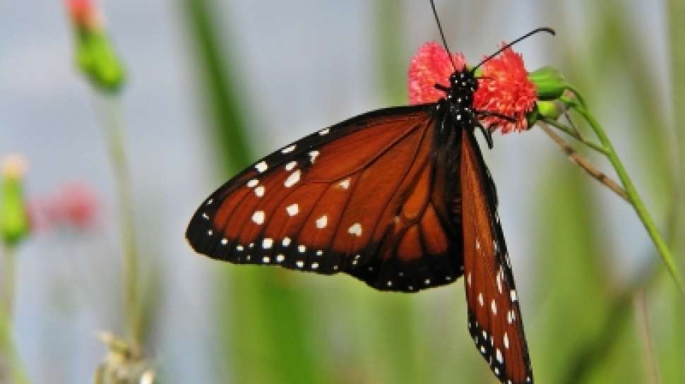Apakah kupu kupu termasuk hewan vertebrata
