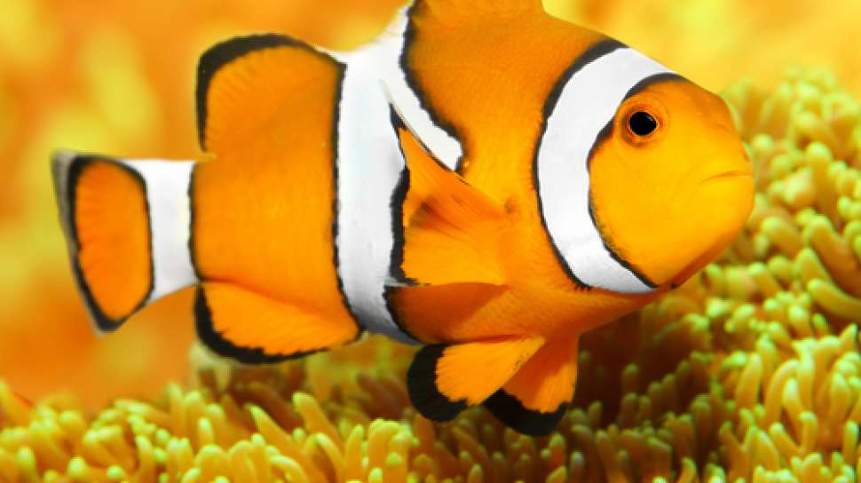 Ikan Badut "Nemo" Sudah Ada Sejak Era Dinosaurus