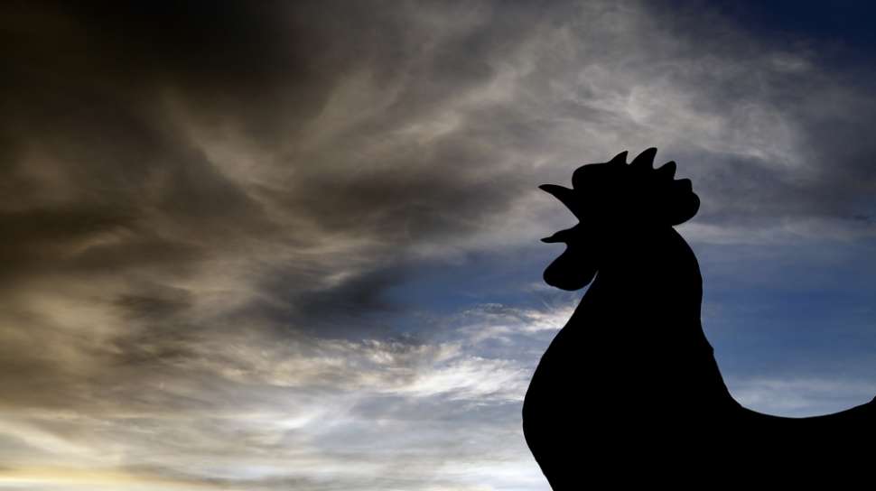 Mau Ngakak Atau Ngenes Lihat Ayam Jago Jadi Korban Keisengan