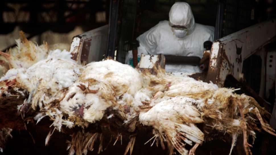 Ratusan Ayam Mati Diduga Karena Flu Burung Di Rejang Lebong