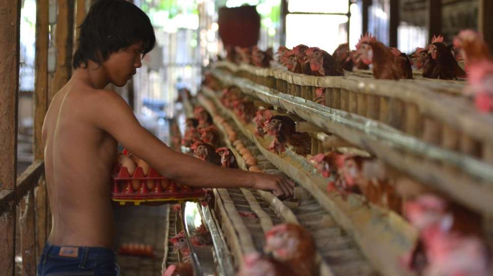 Heboh Petisi Ayam Petelur Kandang Baterai, dan Berita Terpopuler Lainnya