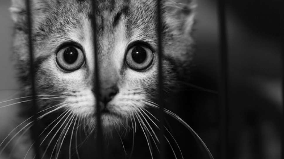 Ajaib! Kucing Liar Ini Bantu Kucing Hilang Kembali ke Pemilik 