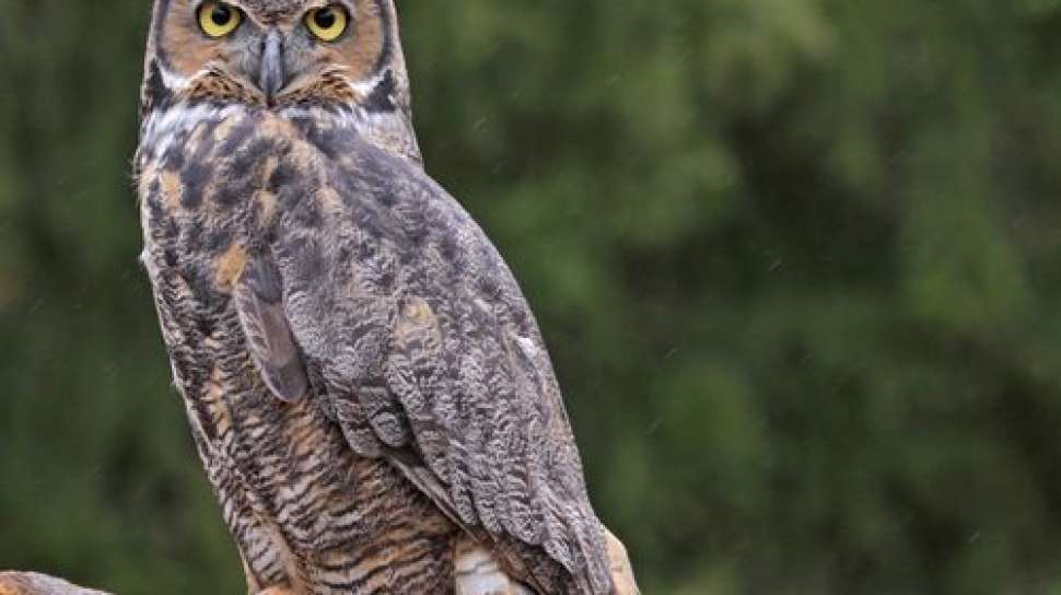 Penampakan Burung Hantu Menggemaskan Dievakuasi Karena Tak Bisa Terbang