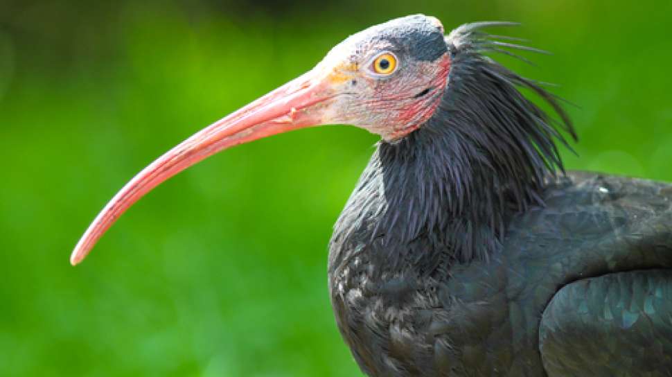 13++ Terancam punah burung langka di indonesia terupdate