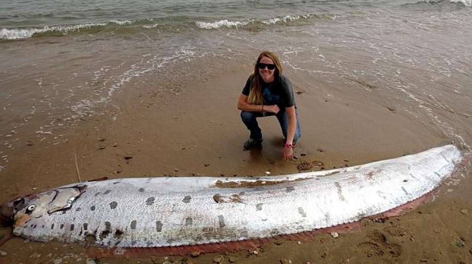 78 Ikan Air Laut Yang Hidup Di Tepi Pantai HD Terbaik