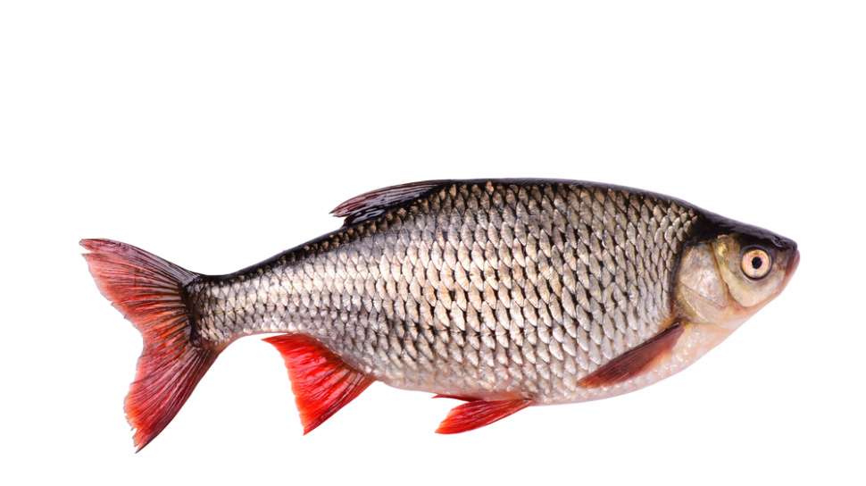Viral Sisik Ikan Digoreng Jadi Camilan, Malah Bikin Mendadak Ingat