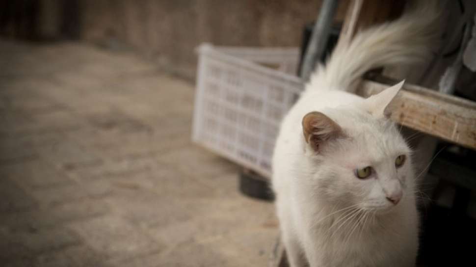 Tips Agar Kucing Peliharaan Tidak Nakal di Rumah