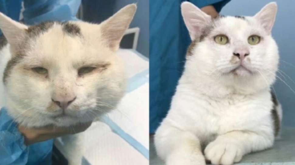 Setelah Jalani Operasi Mata, Kucing Kampung Ini Mendadak Terkenal