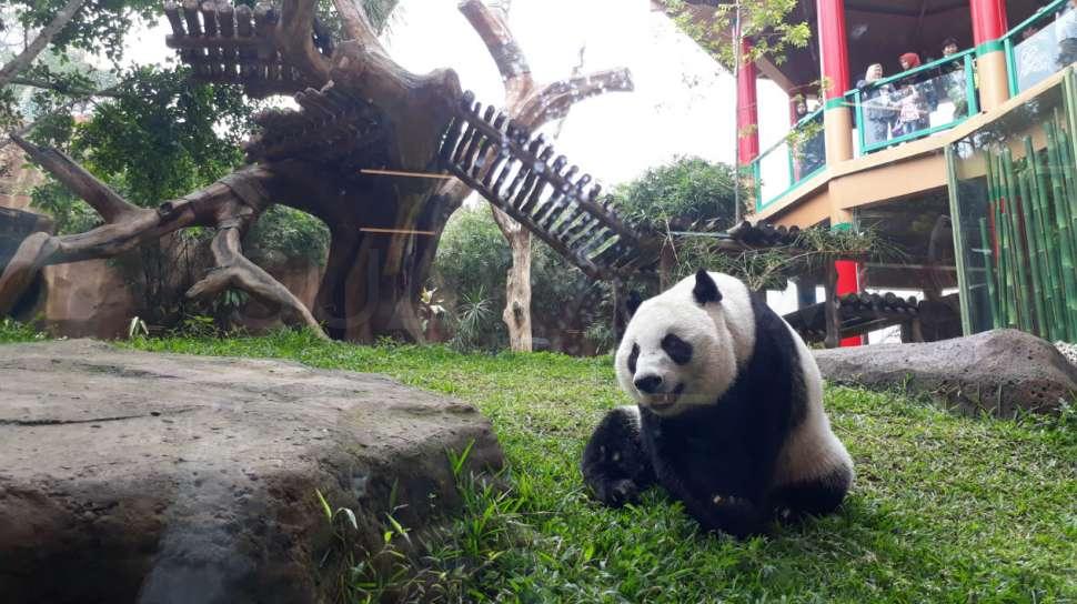 Taman Safari Indonesia Bogor Jawa Barat Angeltaroscott