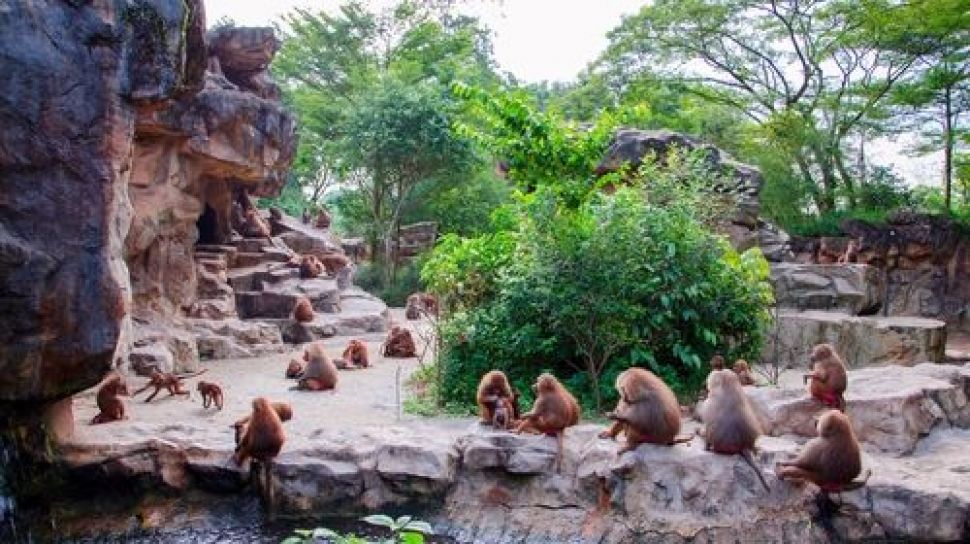 Mengagumkan Ini Dia Enam Kebun Binatang Terbaik Di Dunia