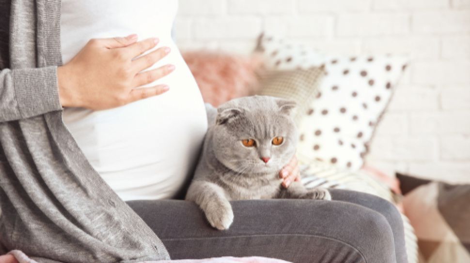 Ibu Hamil Tak Perlu Takut Kontak Dengan Kucing Tidak Akan Menularkan Tokso