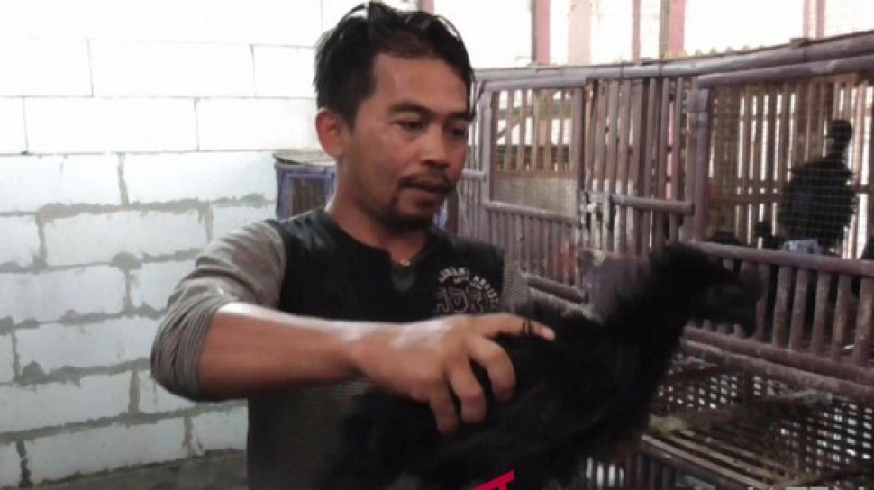 Demi Menang Pilkada Timses Ramai Ramai Beli Ayam Cemani Mistis