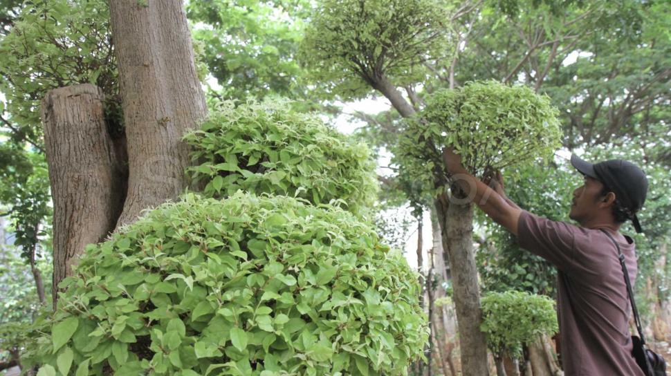 Intip Pohon Bonsai Seharga Puluhan Juta