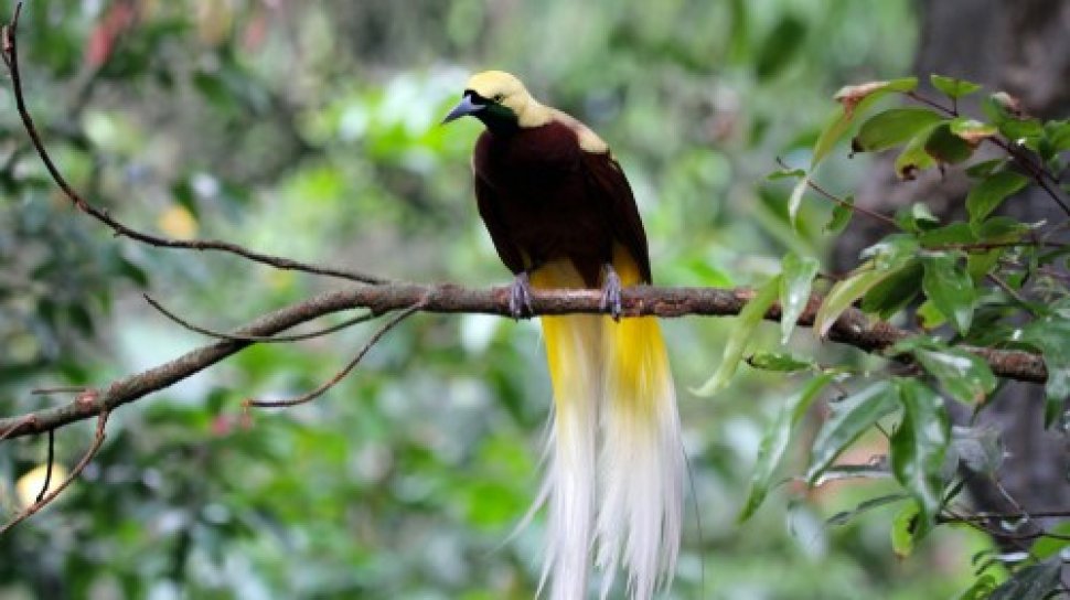 Jaga Keanekaragaman Hayati, Burung Endemik Papua Kembali Dilepaskan ke Alam  Liar