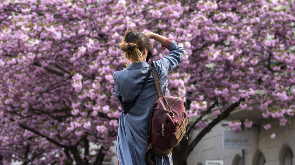 Bunga Sakura  Bermekaran di Jerman