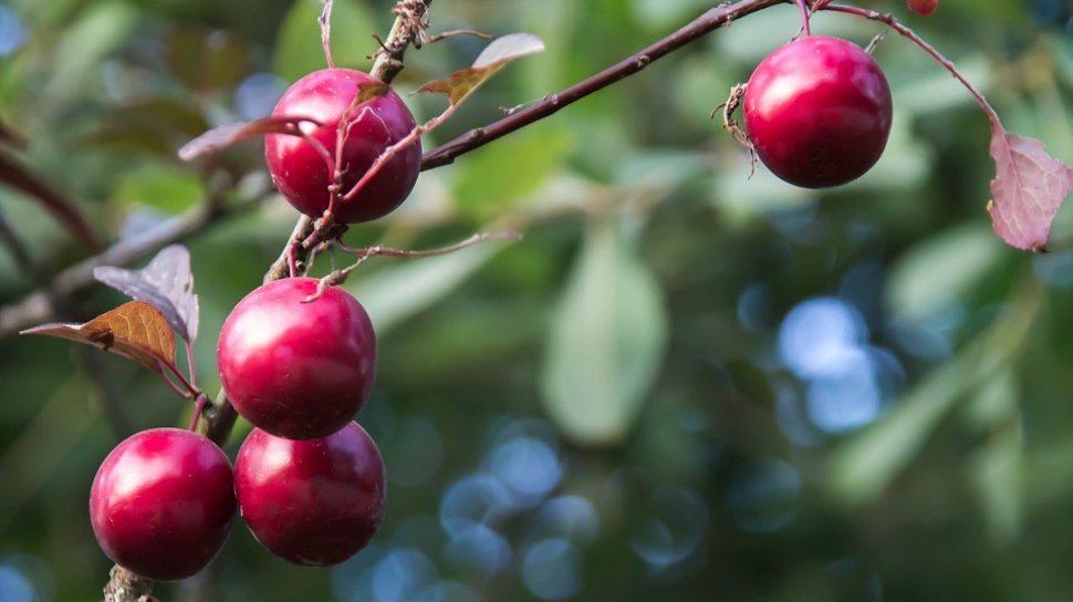 Buah Plum dan Prune Sangat Bagus bagi Penderita Osteoporosis, Begini Penjelasannya!