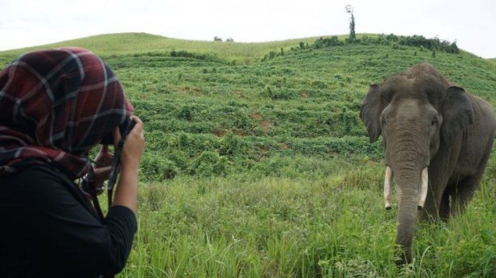 Jelajah Alam Bebas Lihat Hewan Liar Ala Afrika Ini 3 Kegiatan Serunya