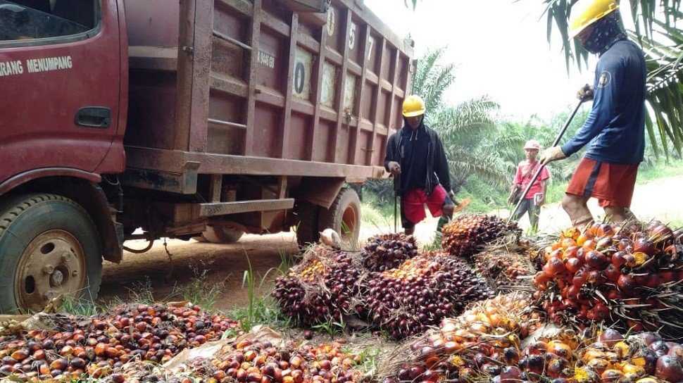 Produksi Sawit Di Diprediksi Turun Imbas Kemarau Panjang Tahun Lalu