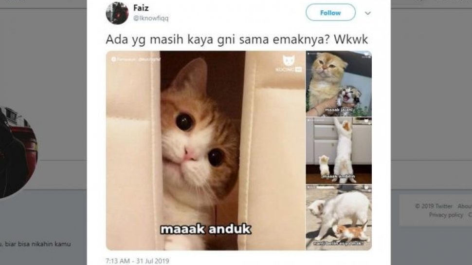 Bikin Warganet Gemas, Begini Kelakuan Anak Kucing Saat Ngerepotin 