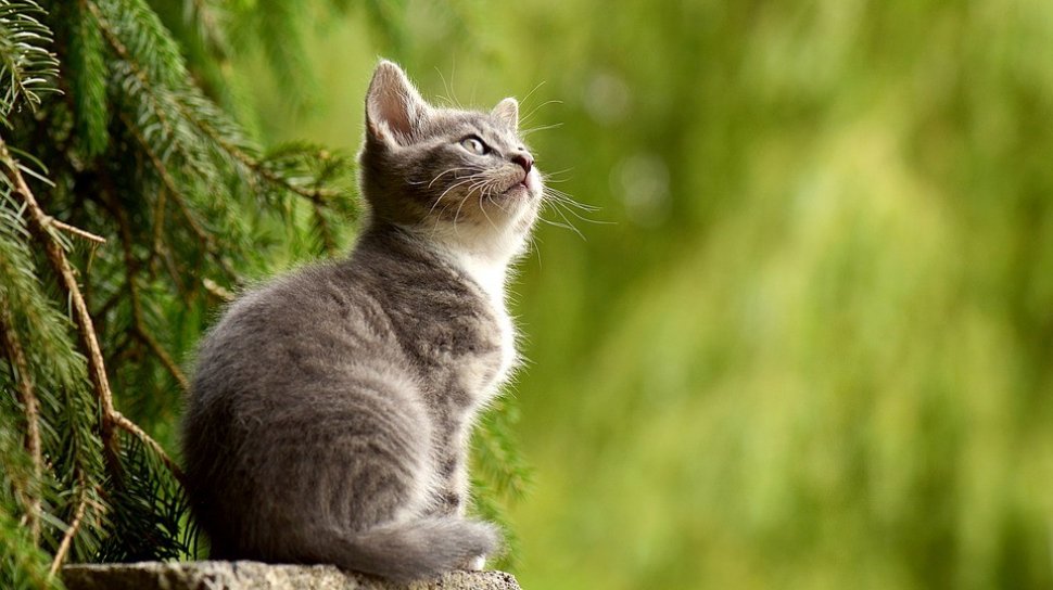 Dikira Bawa Anaknya, Kucing Ini Ternyata Gondol Sesuatu Tak Terduga