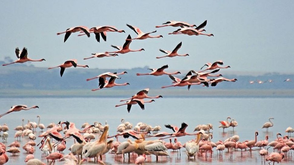 60 Koleksi Gambar Burung Flamingo HD Terbaik