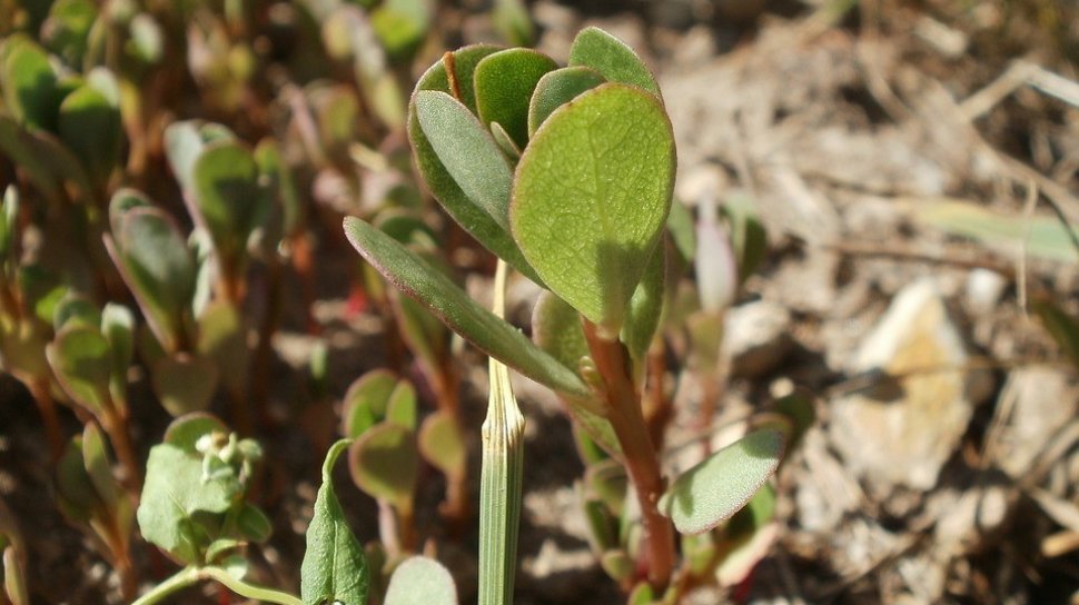 Did you know that plants can also feel pain!