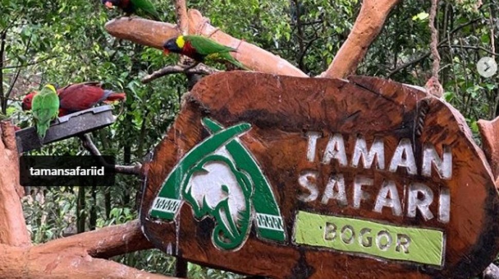 Kabar Gembira Untuk Wisatawan, Taman Safari Indonesia Kembali Buka Wahana Safari Malam