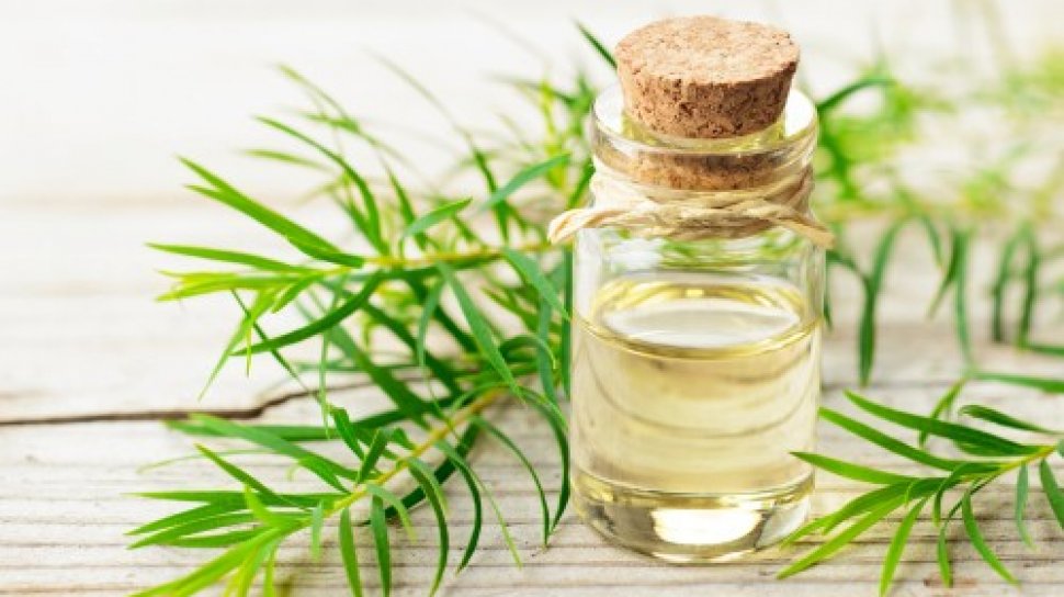 Tea Tree Oil Ternyata Bukan Berasal dari Tanaman Teh