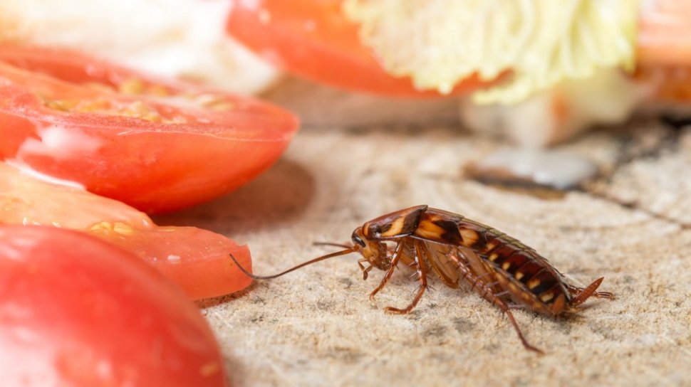 Cara mengusir kecoa semut hitam