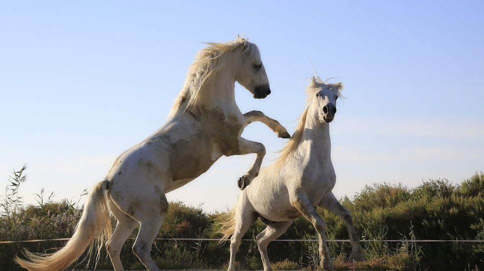 Shio Hari Ini, Kamis 14 April 2022: Hari Keberuntungan Buat Kuda